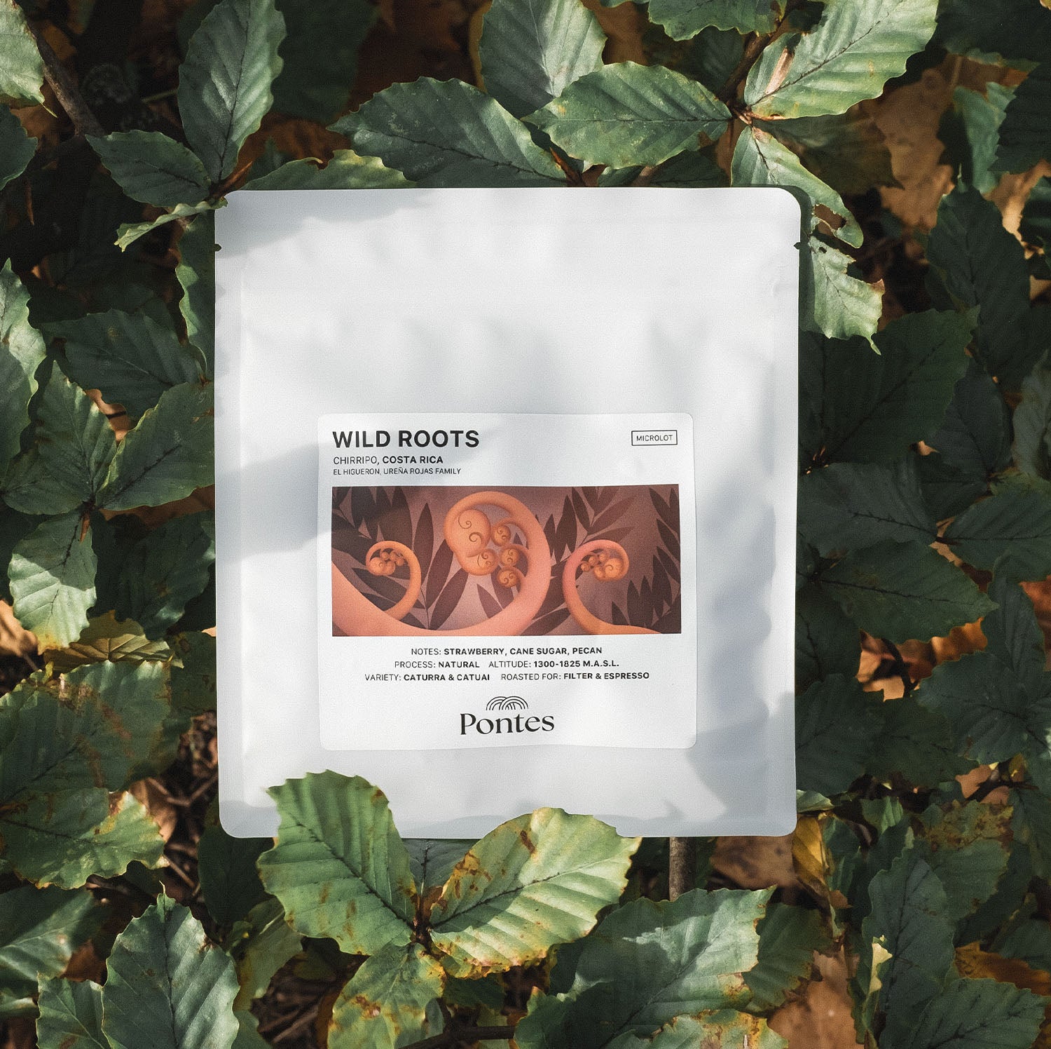 Wild Roots – Pontes Coffee